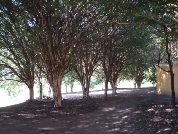 TOUR HISTÓRICO - FAZENDA SANTA MARIA