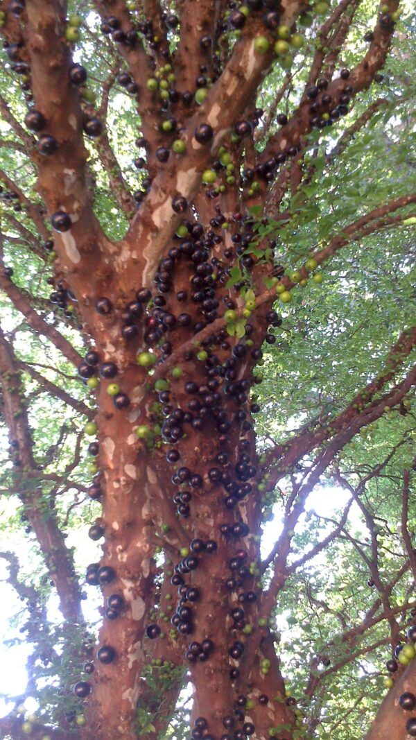 TOUR HISTÓRICO - FAZENDA SANTA MARIA