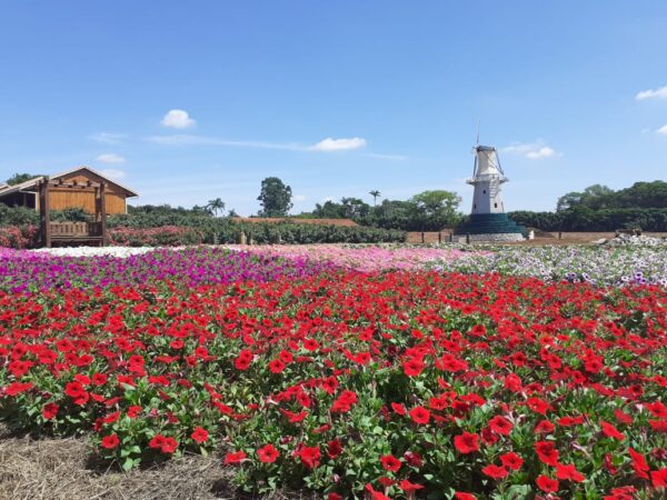 VISITA A HOLAMBRA, A "CIDADE DAS FLORES"
