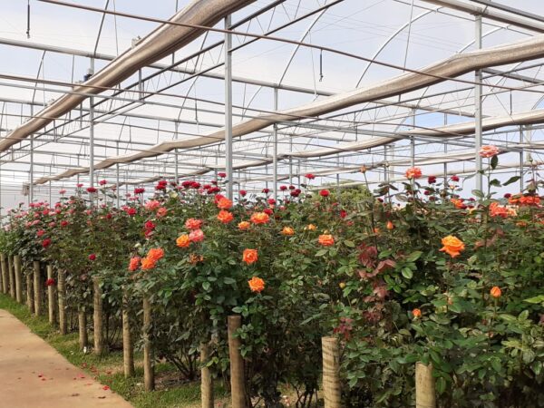 VISITA A HOLAMBRA, A "CIDADE DAS FLORES"