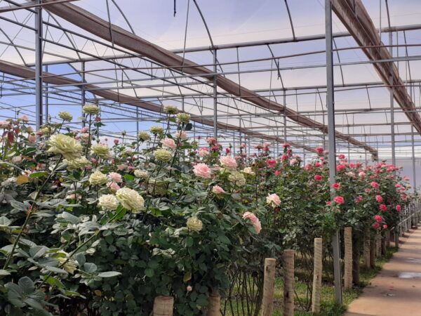 VISITA A HOLAMBRA, A "CIDADE DAS FLORES"